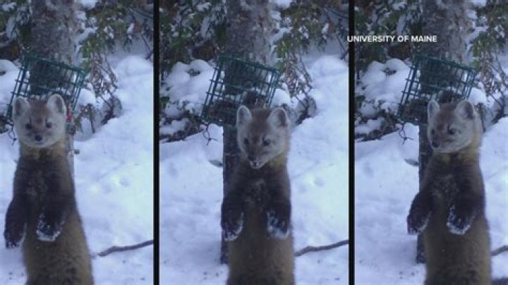 Are there pine martens in Maine