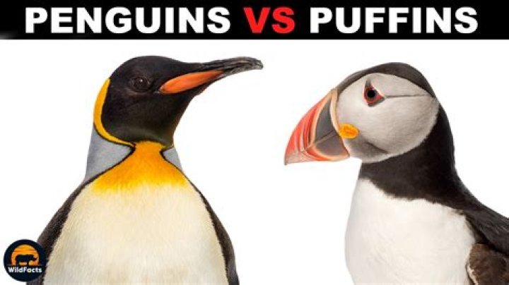 Are there puffins in Happy feet