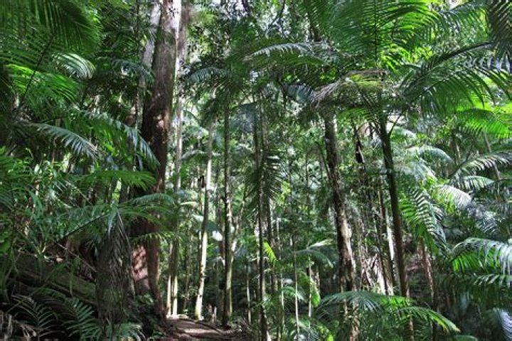 Are there rainforests in Kauai