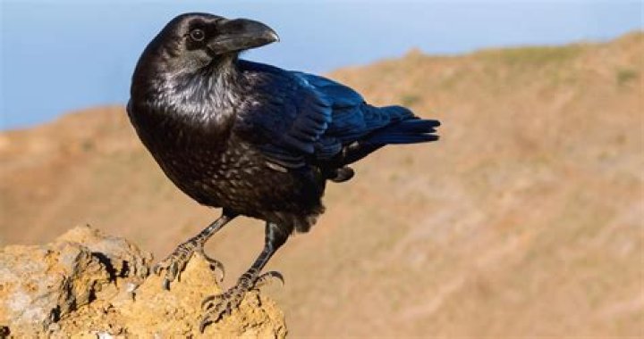 Are there ravens in Albuquerque