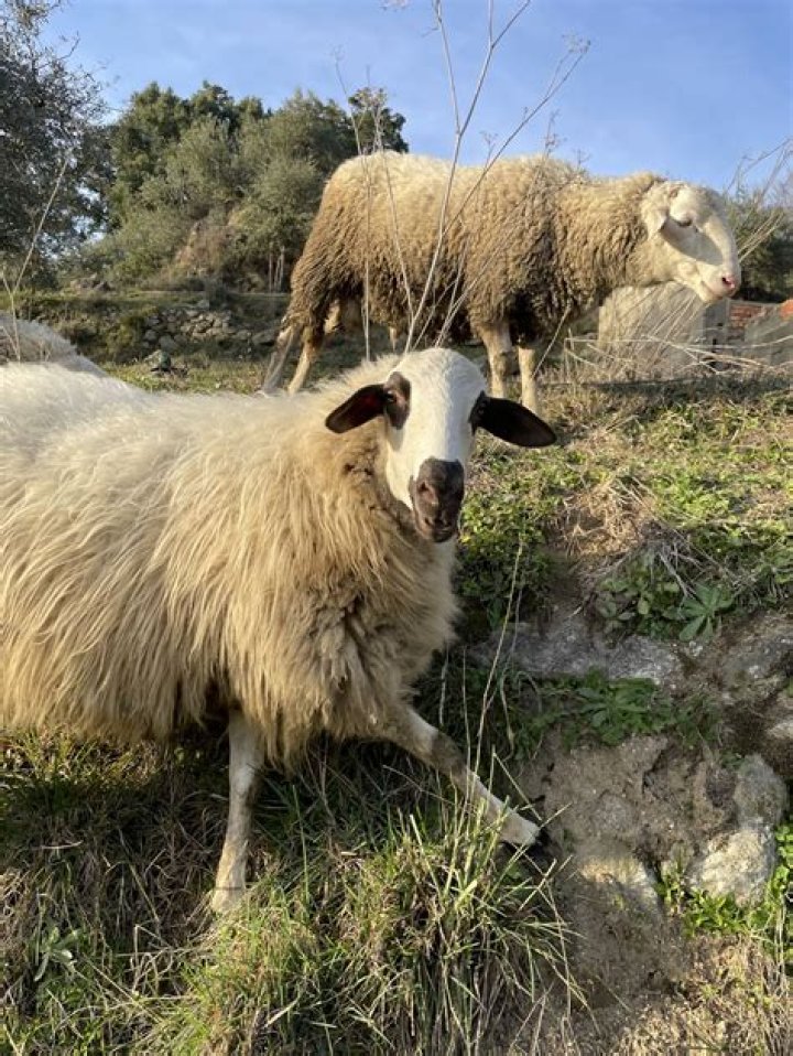 Are there sheep in Spain