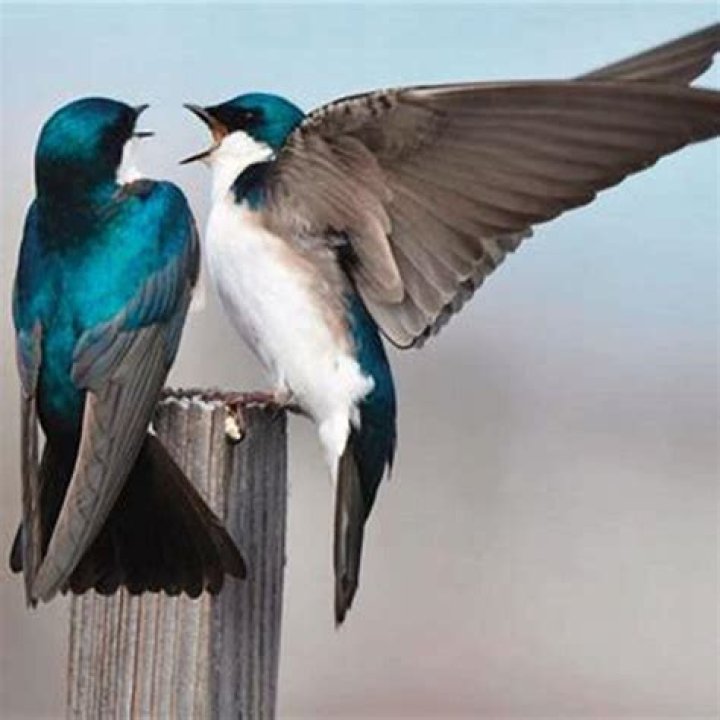 Are tree swallows good