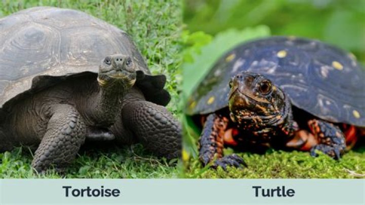Are turtles easier to care for than tortoises