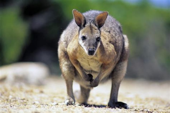 Are wallabies a pest in Australia