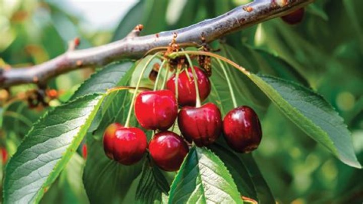 Are Washington cherries the same as Bing cherries