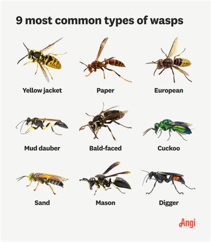 Are wasps attracted to roses
