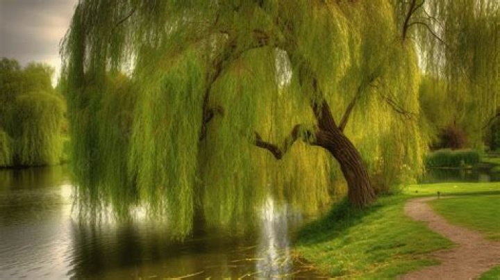 Are willow trees bad