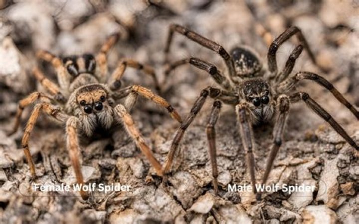 Are wolf spiders found in Florida