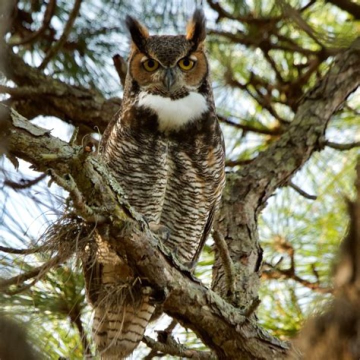 Are woodpeckers scared of owls
