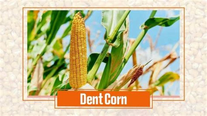 At what moisture does corn dent