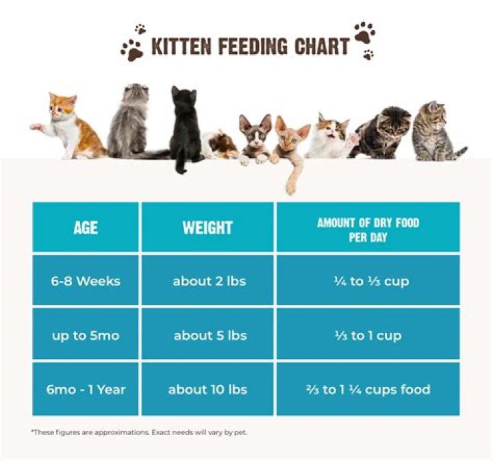 Can a 3 month old kitten eat dry food