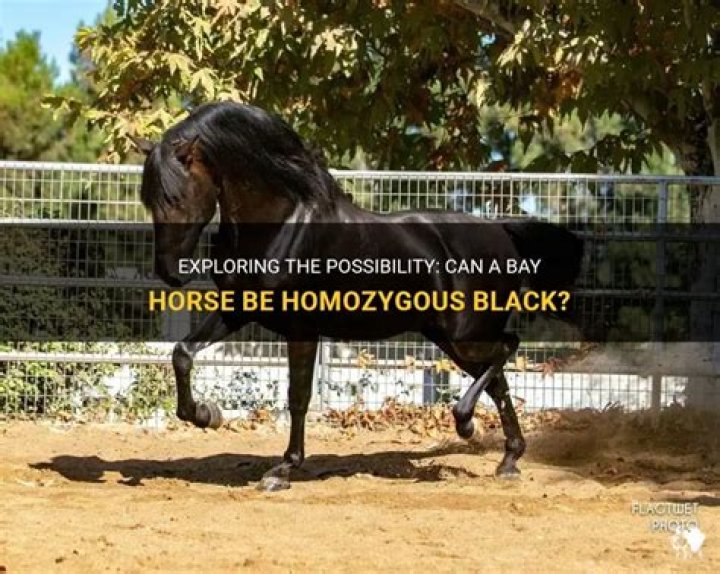 Can a bay horse be homozygous black