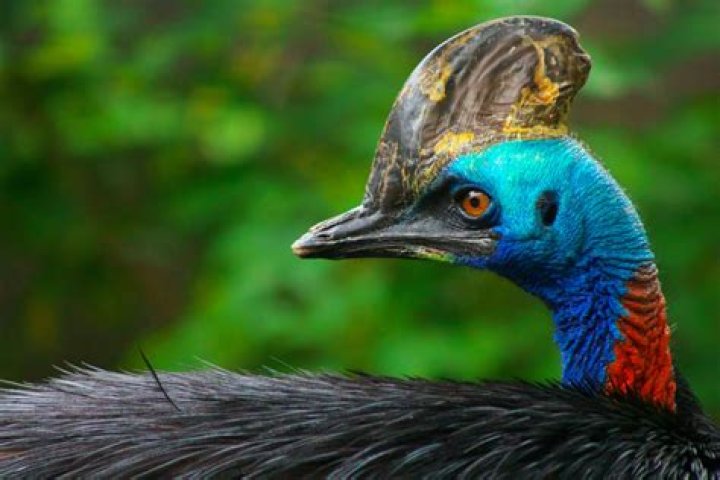 Can a cassowary hurt you