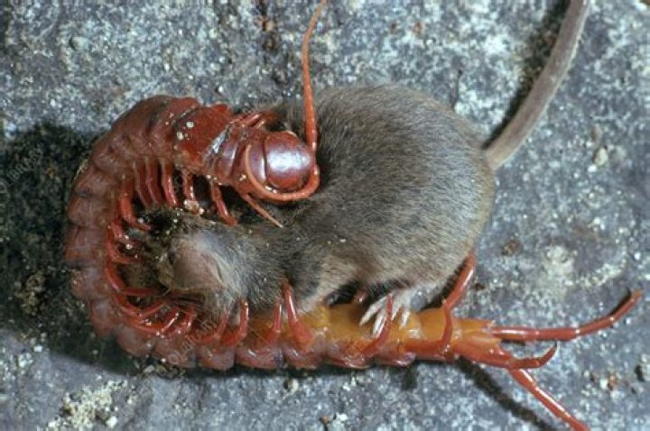 Can a centipede kill a mouse