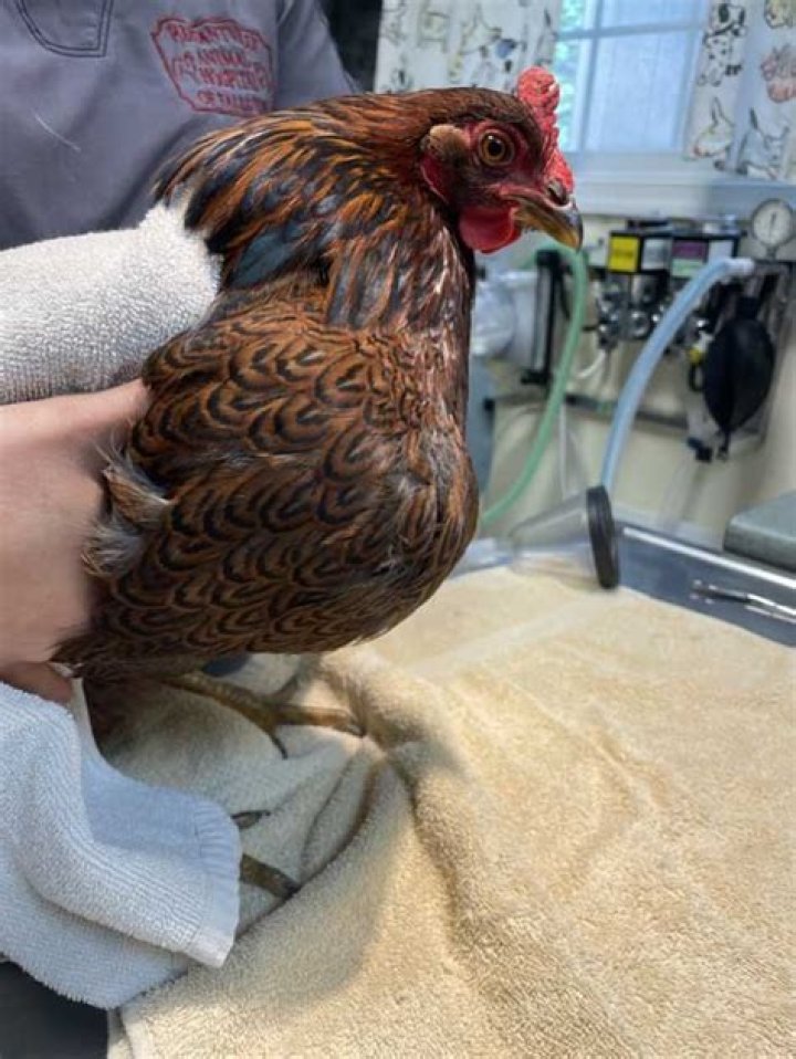 Can a chicken die from impacted crop