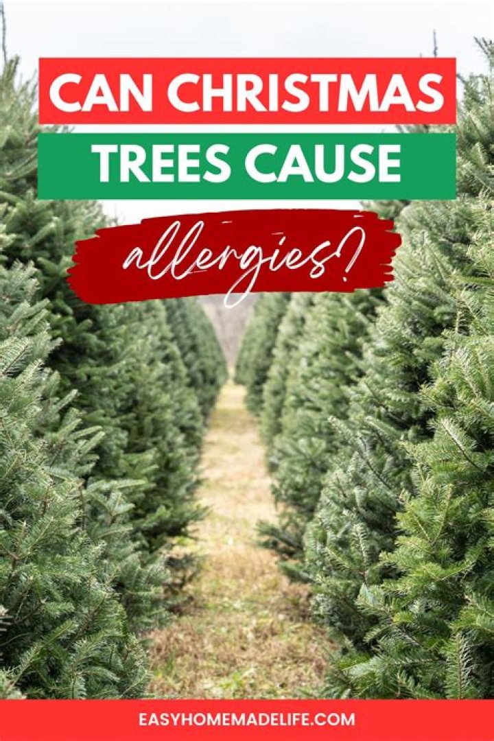 Can a Christmas tree cause hives
