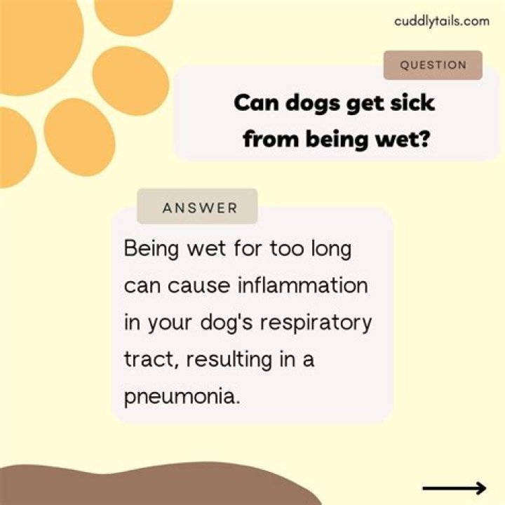 Can a dog get sick from being wet