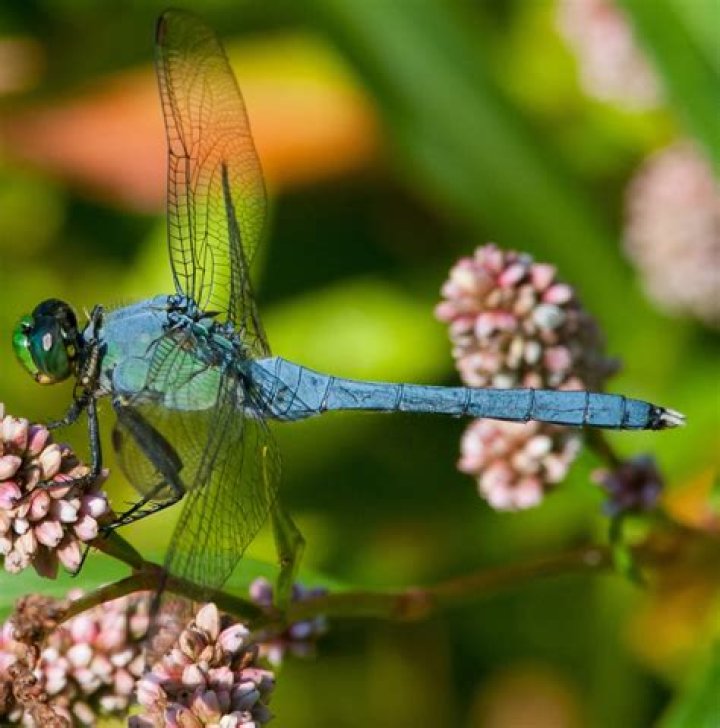 Can a dragonfly kill a wasp