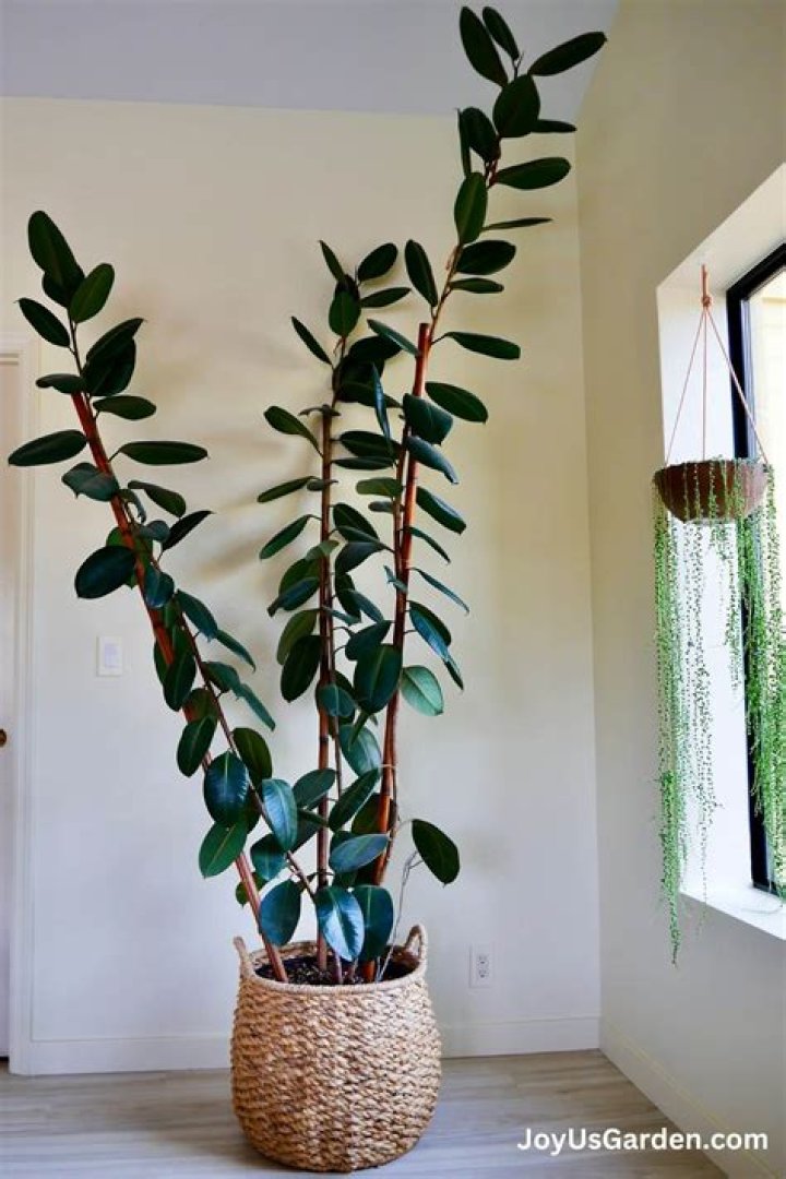 Can a ficus tree survive in low light