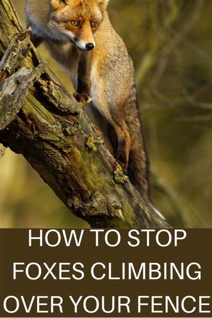 Can a fox climb over a fence