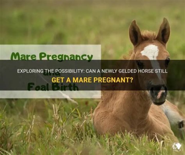 Can a newly gelded horse get a mare pregnant