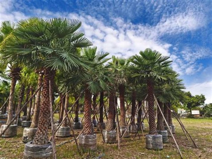 Can a palm tree survive in Ohio