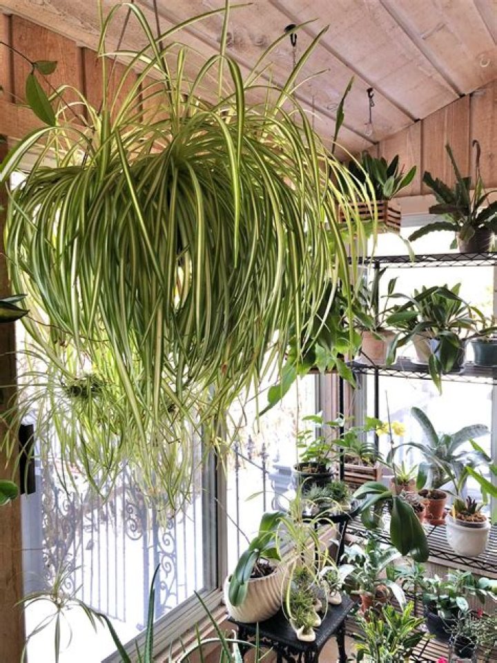 Can a spider plant live underwater