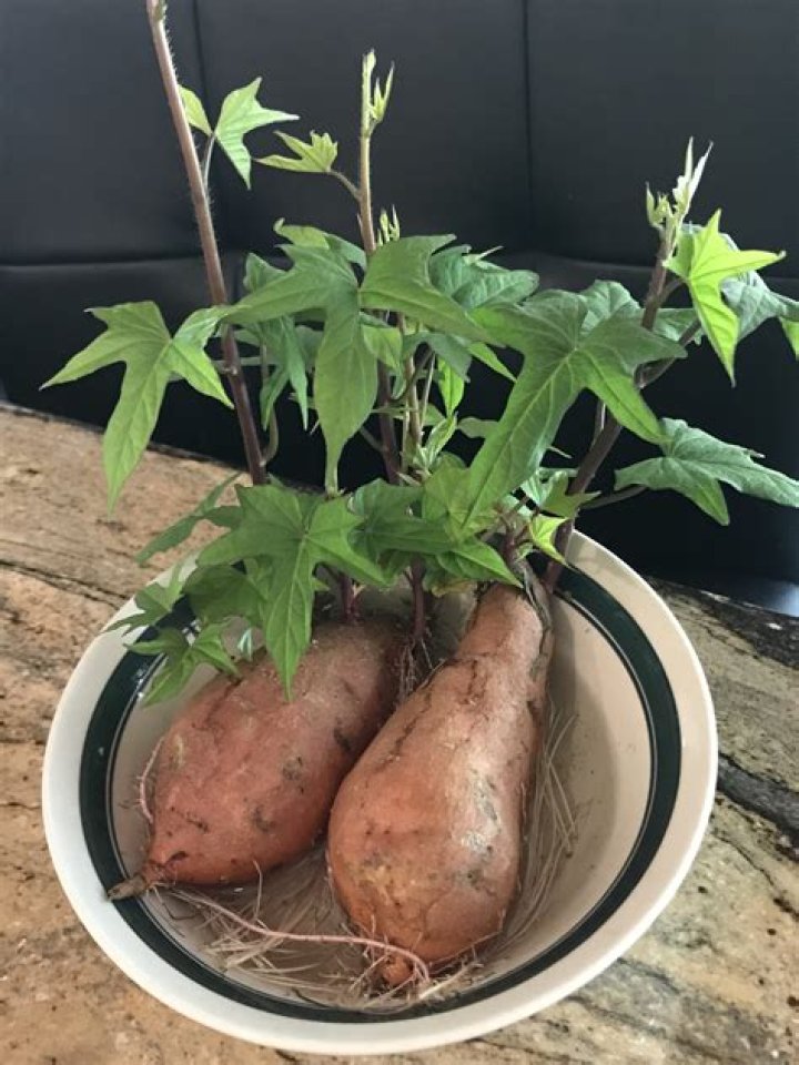 Can a sweet potato be white