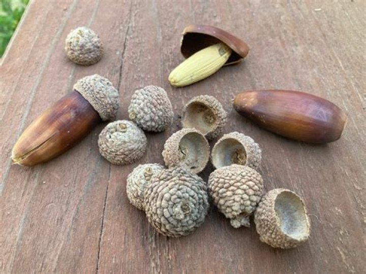 Can acorns be composted