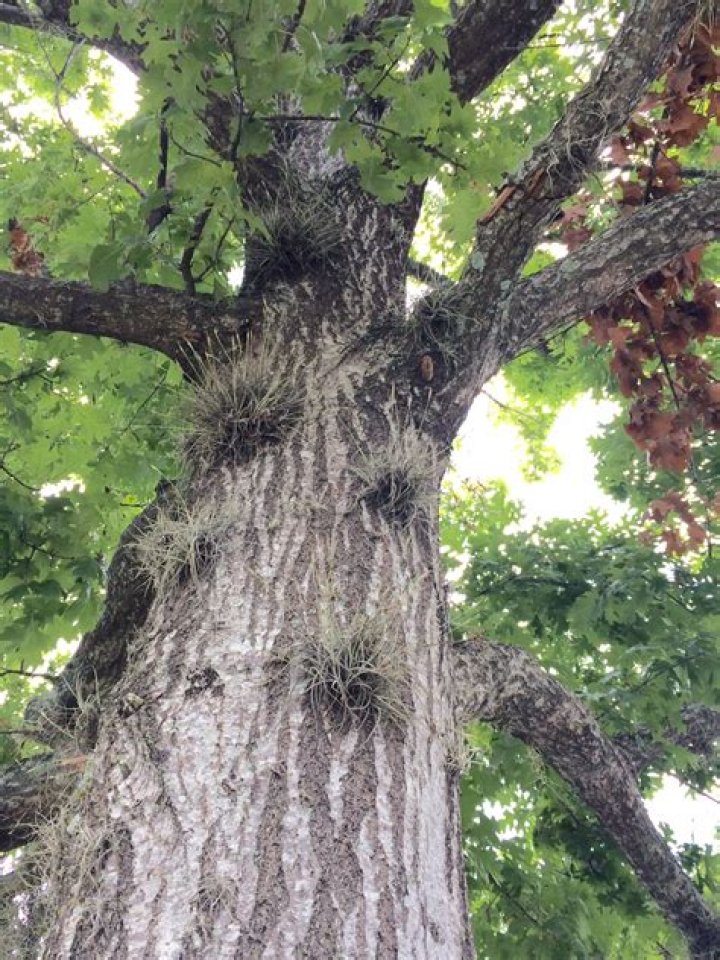 Can Ball Moss kill a tree