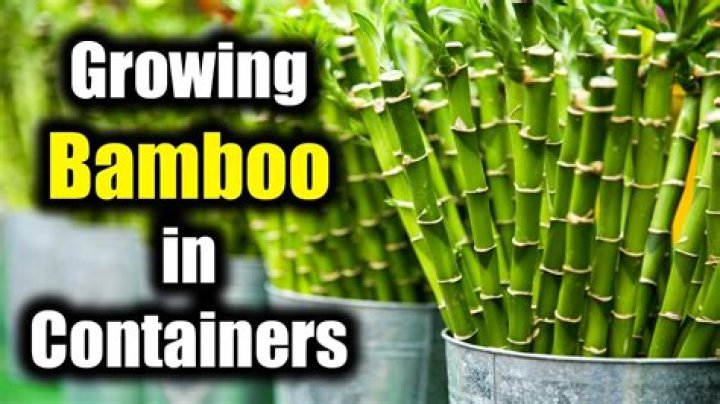 Can bamboo grow 3 feet in 24 hours