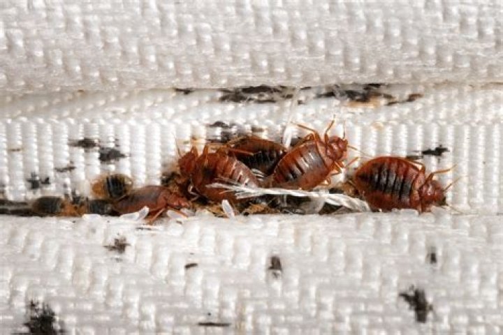 Can bed bugs live in 100 degree weather
