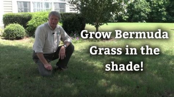 Can Bermuda grass grow in shade