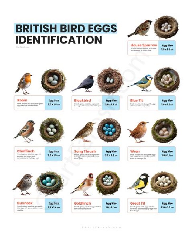 Can birds relocate their eggs