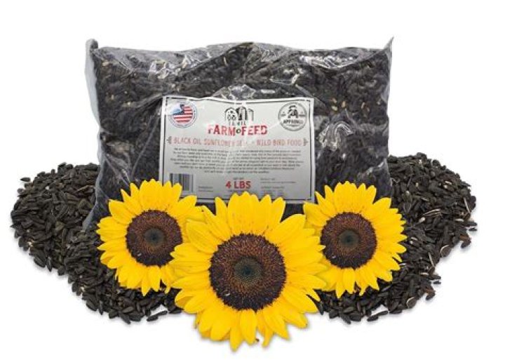 Can black oil sunflower seeds be planted