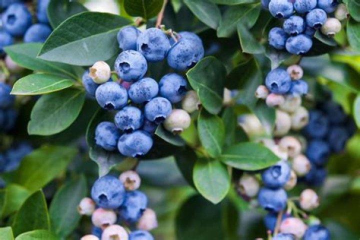 Can blueberries be planted in the fall