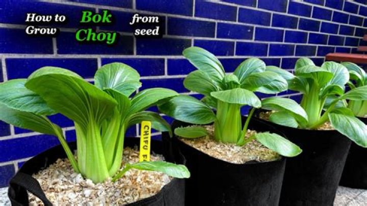 Can bok choy grow in summer