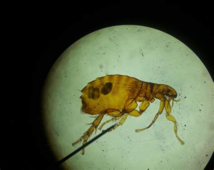 Can boric acid kill fleas