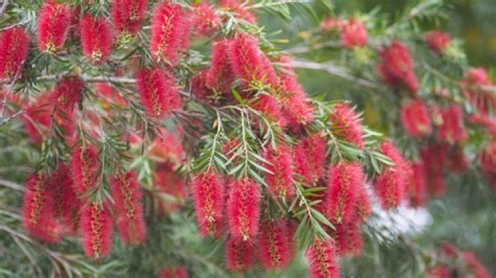 Can bottlebrush grow in pots
