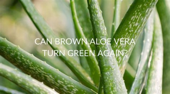 Can Brown aloe turn green again