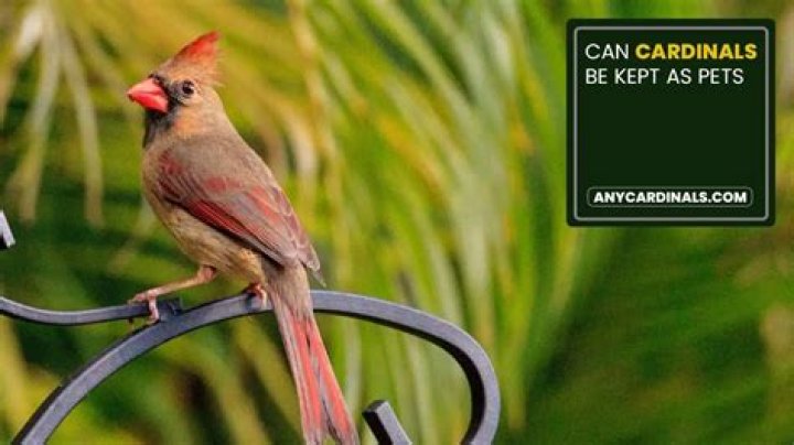 Can cardinals be kept as pets