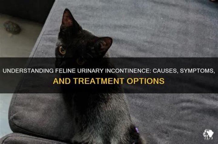 Can cats have urinary incontinence