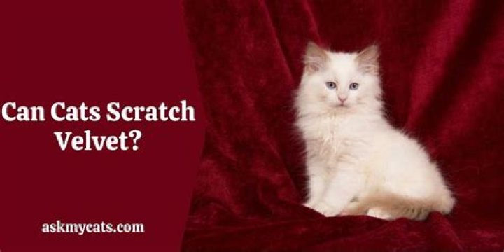 Can cats scratch velvet