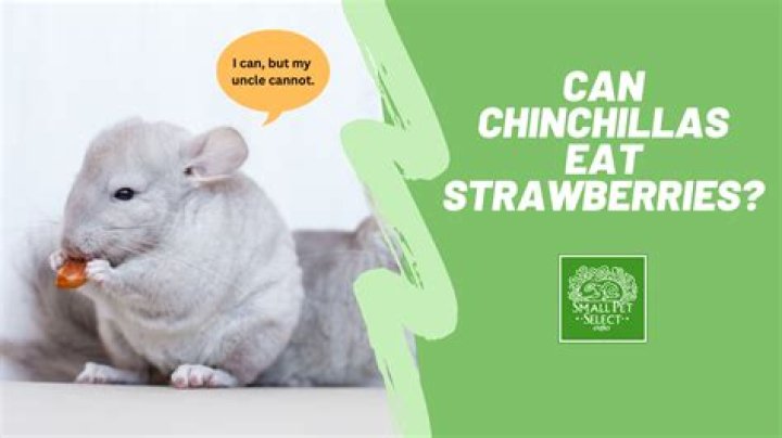 Can chinchillas learn their names