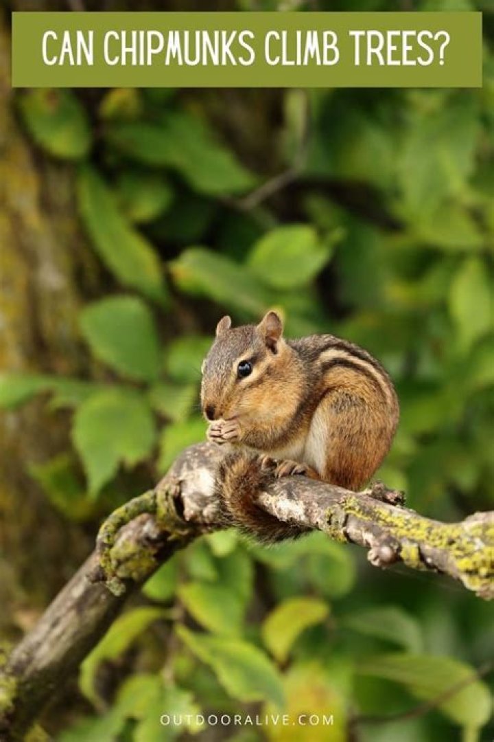 Can chipmunk climb trees