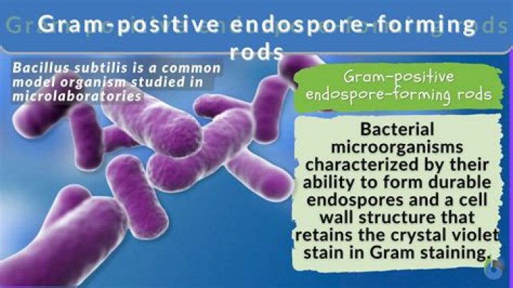 Can Clostridium difficile form endospores