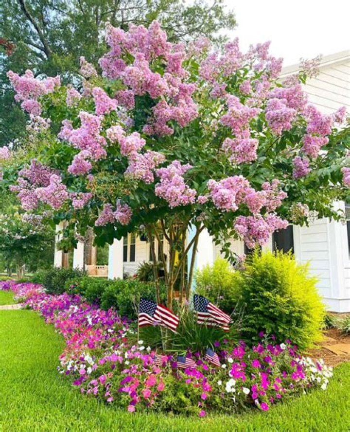Can crepe myrtles be moved