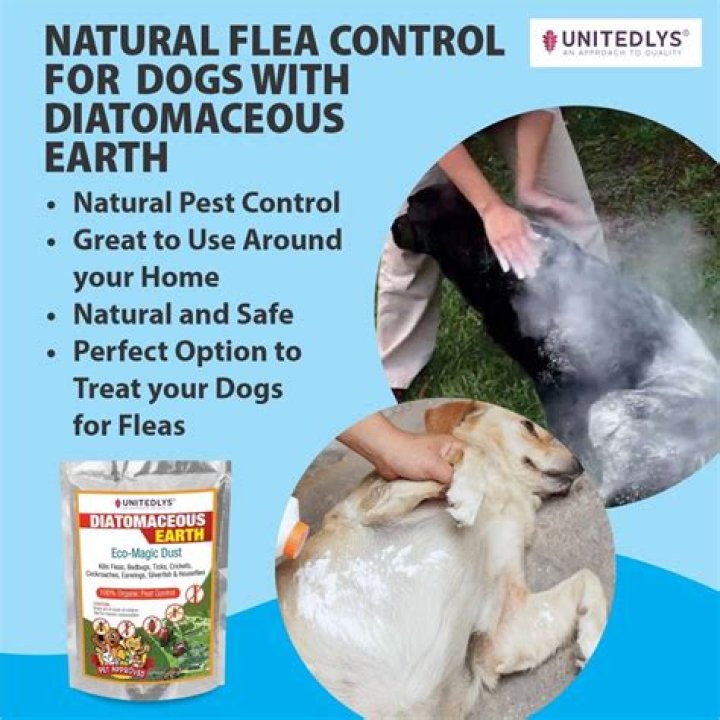 Can diatomaceous earth hurt your lungs