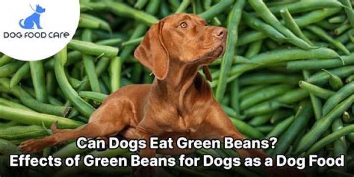 Can dogs eat green beans every day