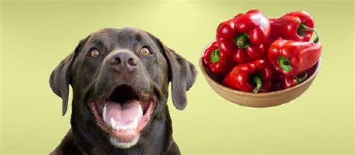Can dogs eat red peppers